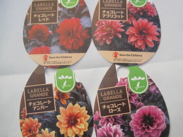 黒葉ダリア 『チョコレート 4色セット』 ラベラ・グランデ 10.5センチポット sk拍卖