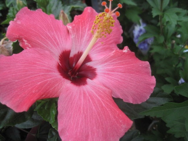 ハイビスカス 『ピンクレディ』 3.5号ポット 熱帯花木 HG拍卖