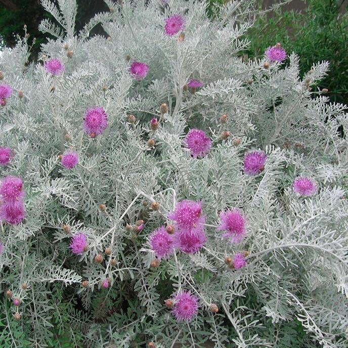 セントーレア苗 『ギムノカルパ』 9cmポット 耐寒性多年草 大型のシルバーリーフ 拍卖