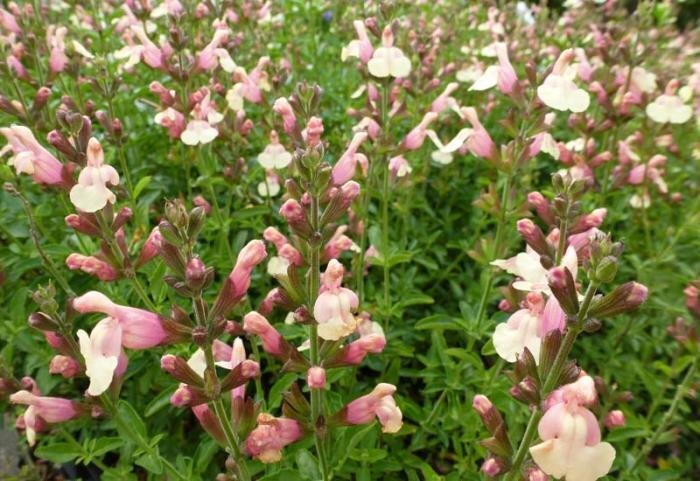 サルビア苗 『サーモンイエロー』 10.5センチポット 耐寒性宿根草 チェリーセージ sk拍卖