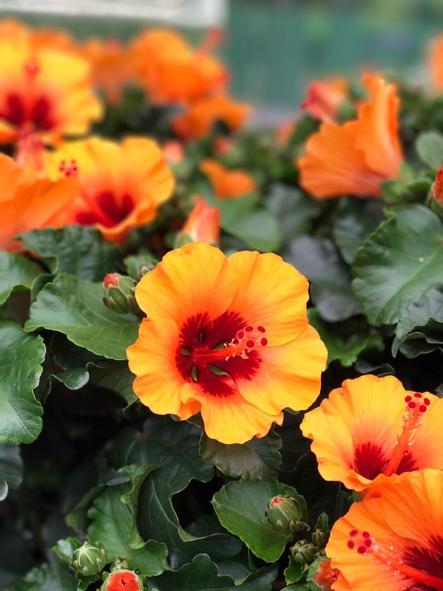 ハイビスカス 『プチオレンジ』 5号鉢 ロングライフシリーズ 熱帯花木 TK拍卖