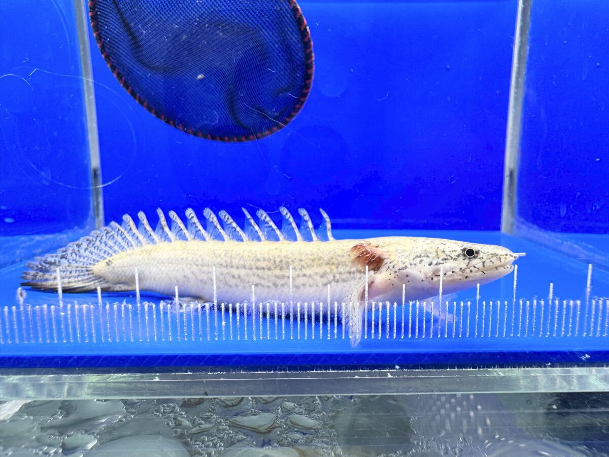 【空と海】超激レア デルヘッジ プラチナ個体 10cm± おとひめ爆食 拍卖