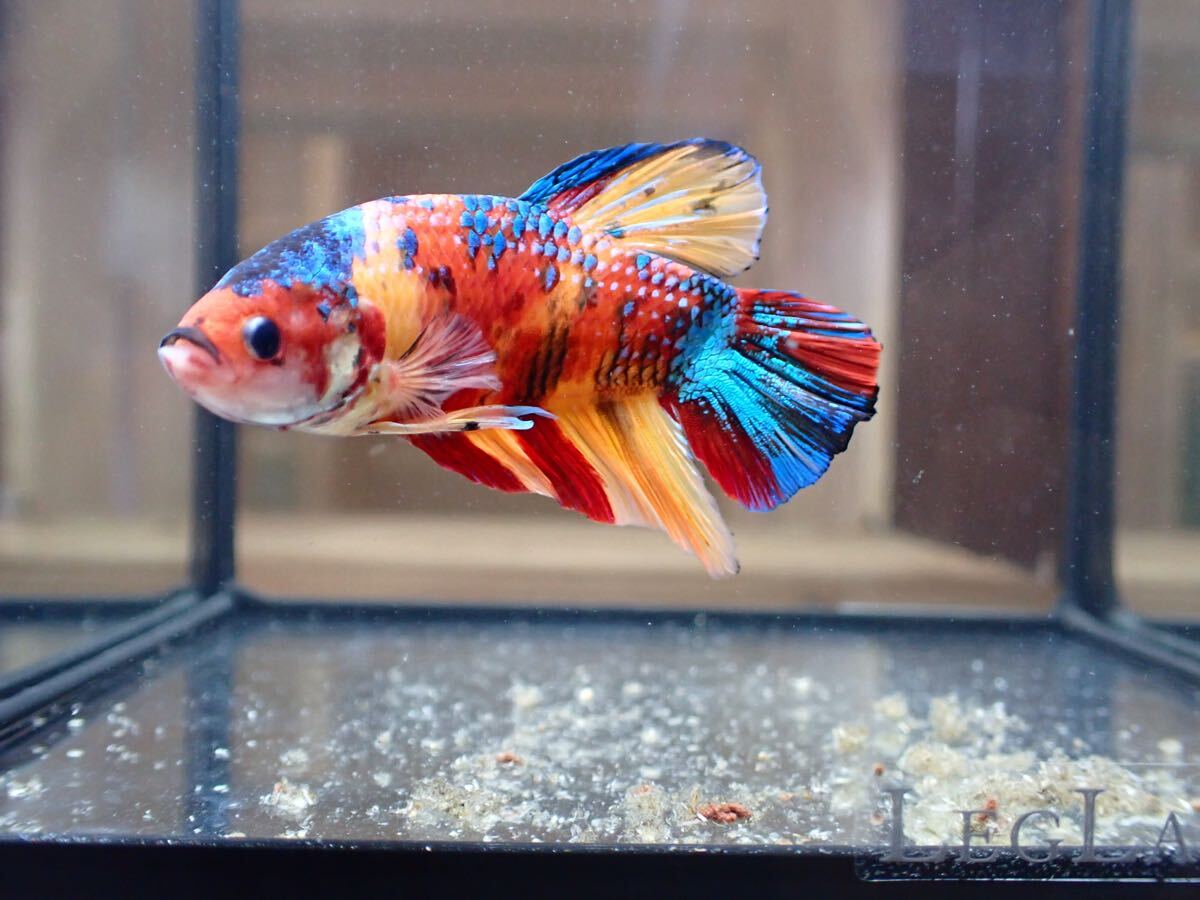 【アクアリウムのある暮らし】(熱帯魚) ベタ プラカット オス カラーランダム 1匹 サンプル画像 小型魚 水草 淡水魚 プラガット拍卖