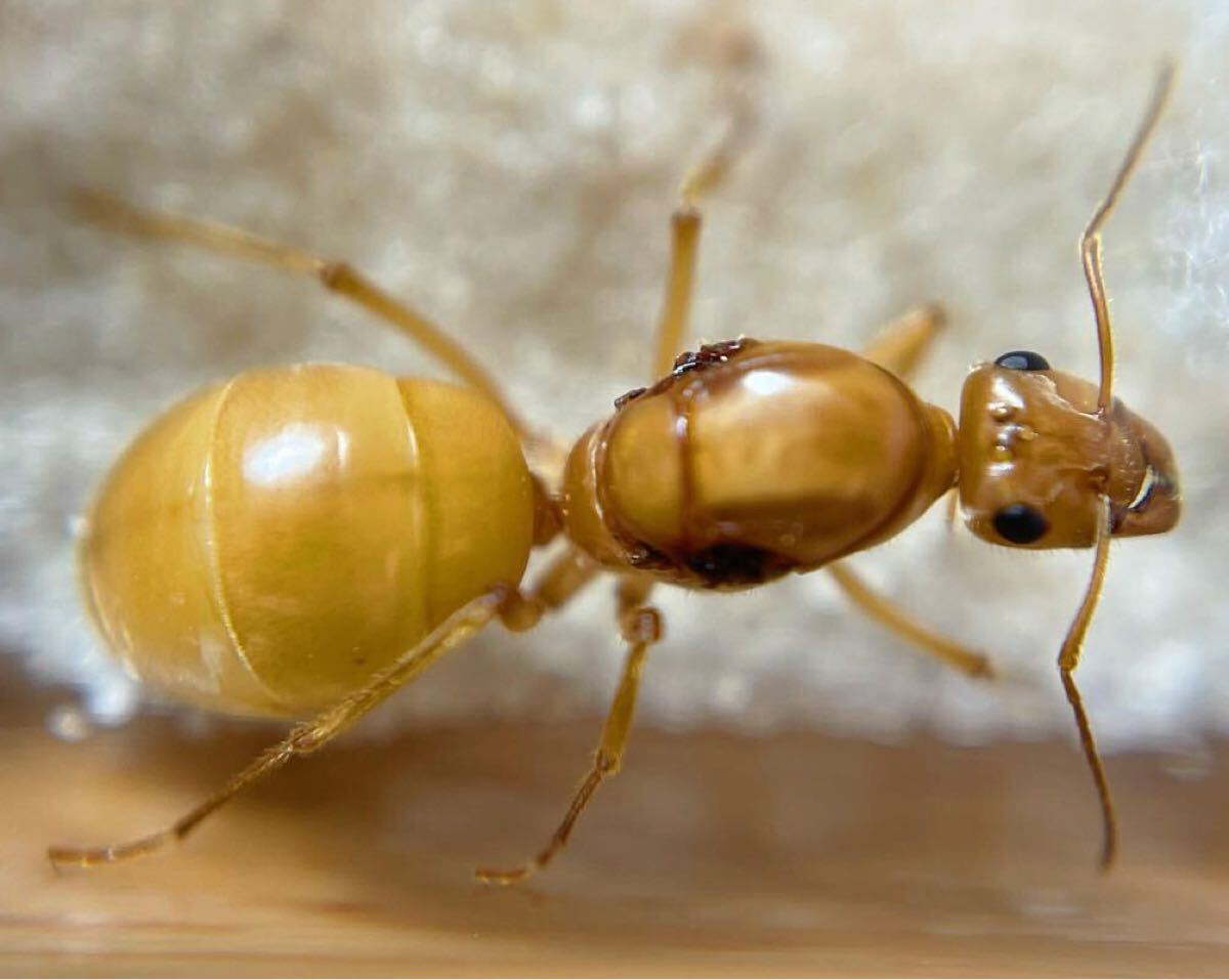ミツツボアリ最大級 Myrmecocystus mexicanus (ミツツボアリ系)の新女王拍卖
