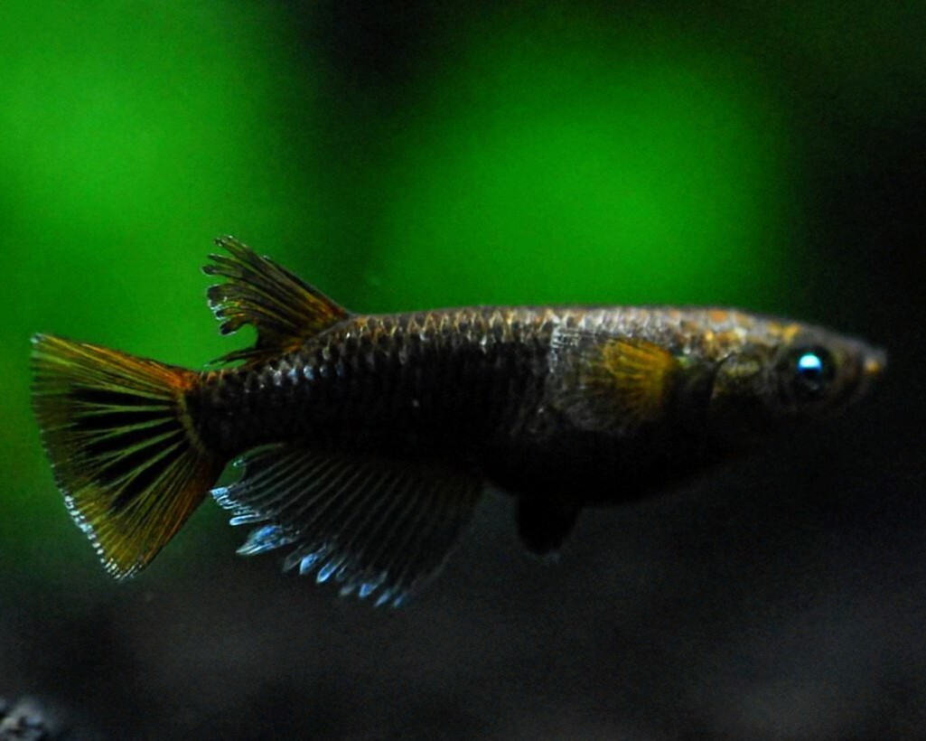 【Origin Medaka】極上 オランジェ アースアイ 1ペア メダクレス様ブリード個体 検)メダカ めだか拍卖