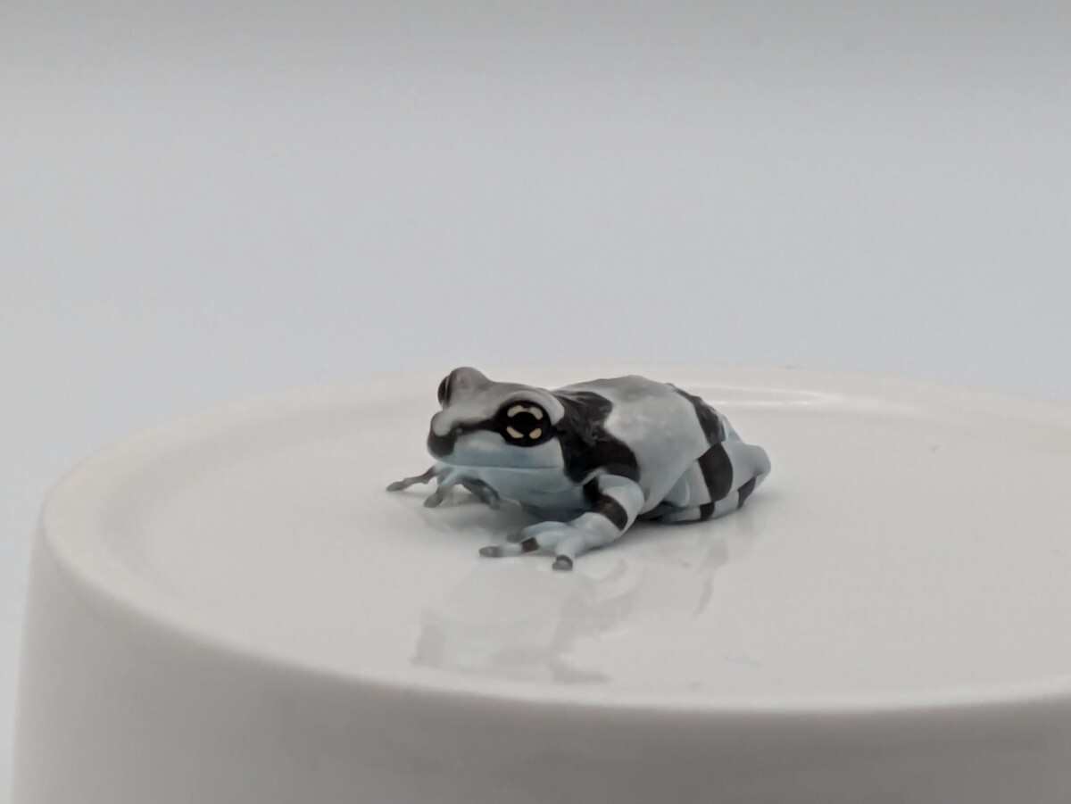 ミルキーフロッグ/ジュウジメドクアマガエル ベビー 2センチ前後 【2匹】 ランダム 自家繁殖CB ミルク/カエル/ツリーフロッグ拍卖