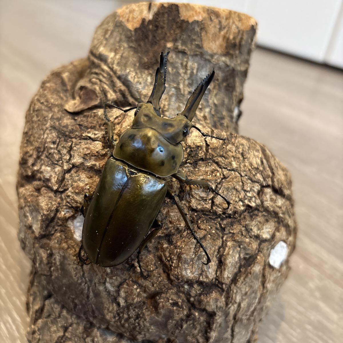 ババオウゴンオニクワガタ 初令幼虫3頭拍卖