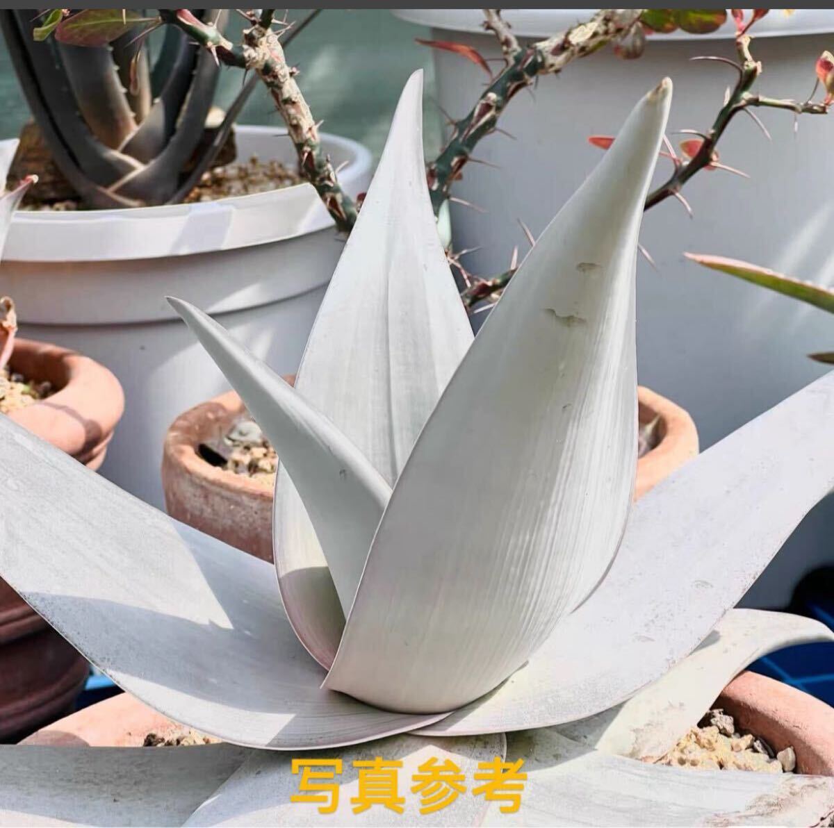 ●Fareal● C24 ハオルチア Aloe dhufarensis アロエ デュファレンシス拍卖