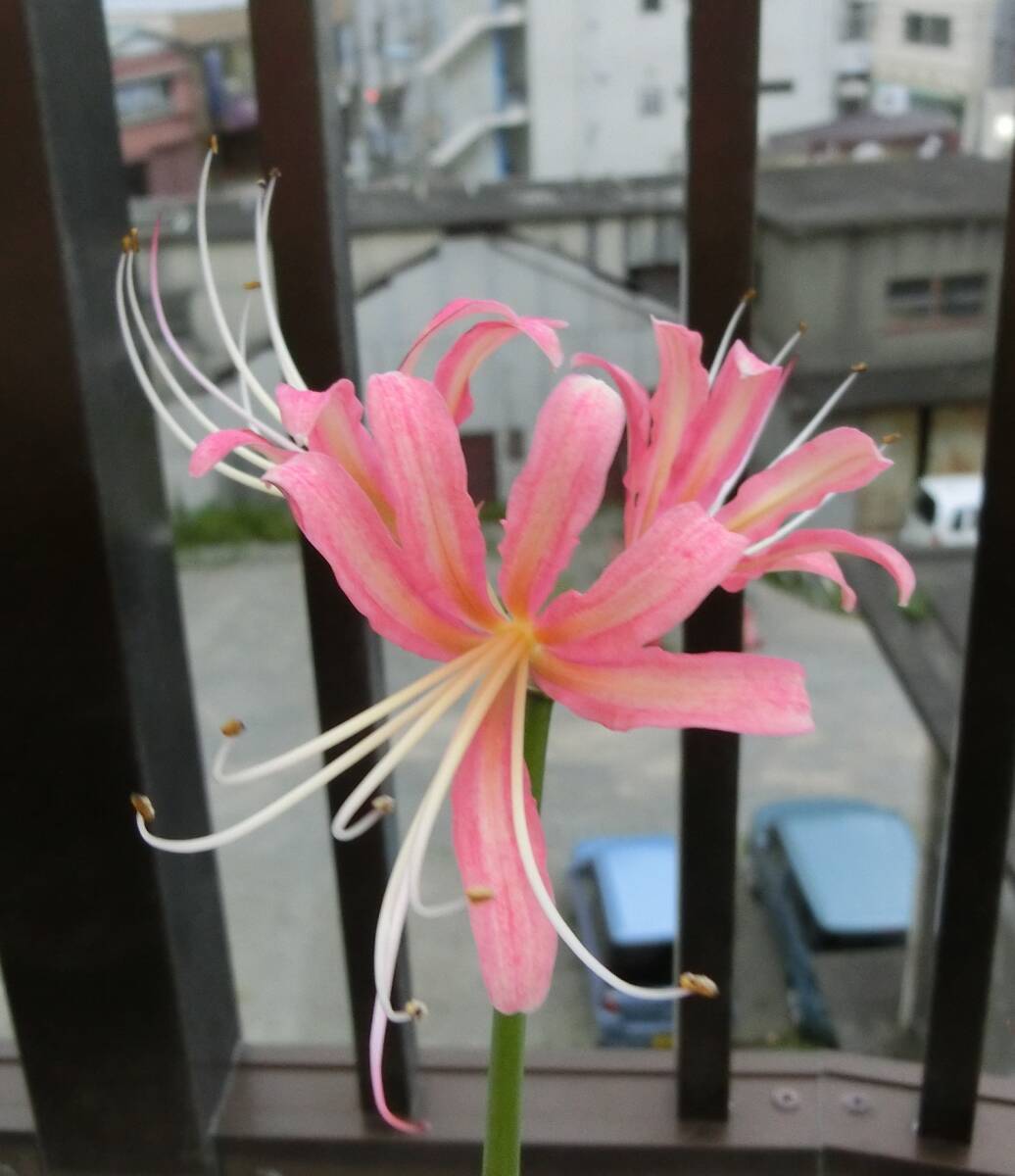 球根/リコリス セプテンバーノーブル(小球) 1球拍卖