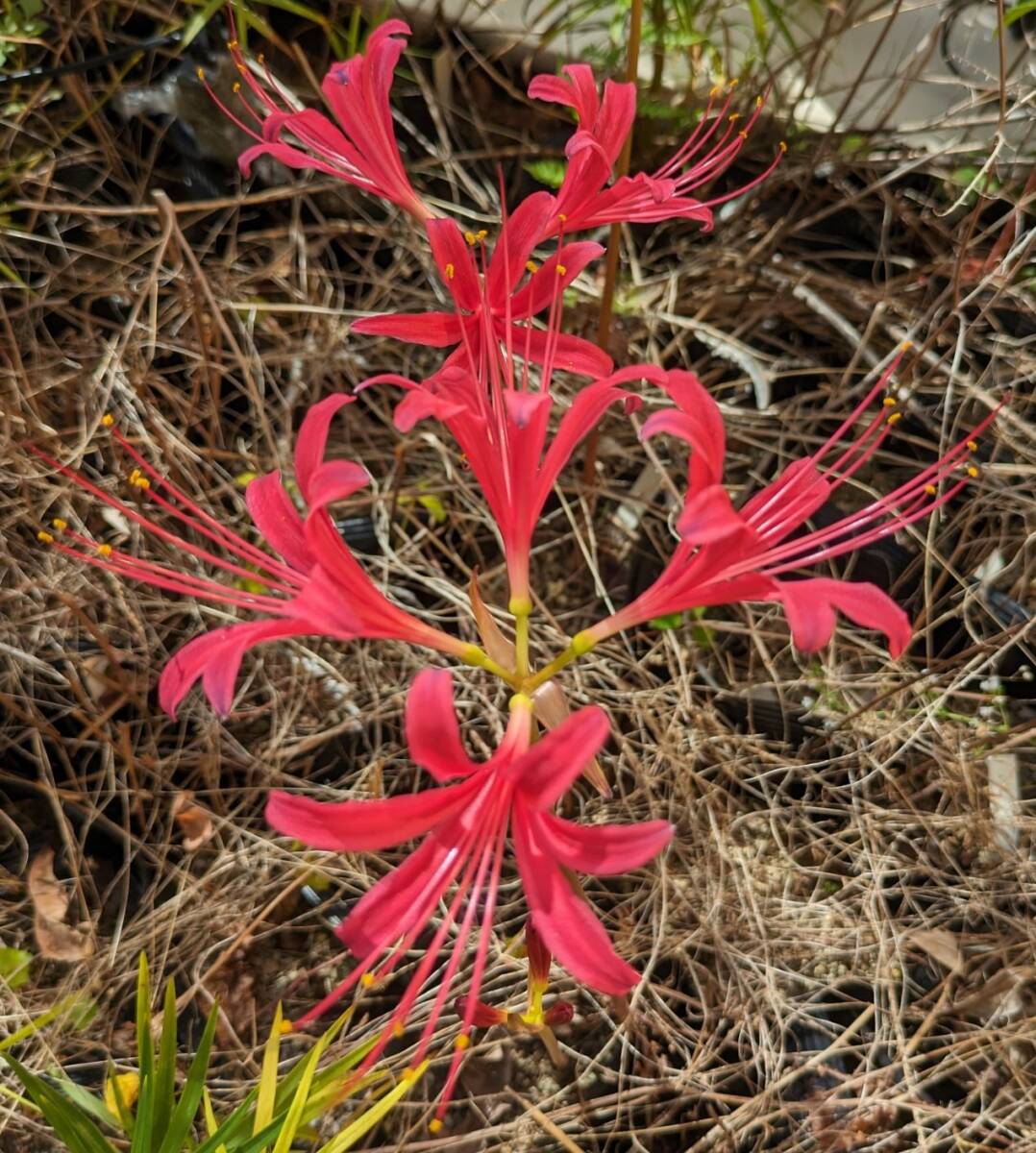 球根/リコリス ローレライ(中球) 1球拍卖