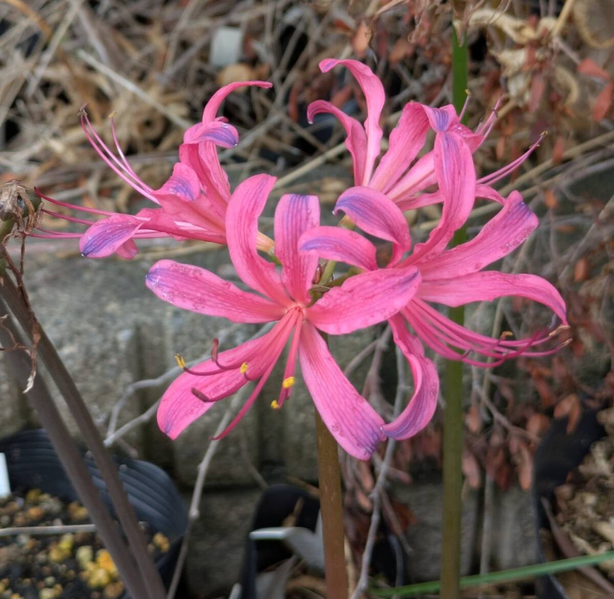 球根/リコリス 桃青マンジュ(小球) 1球拍卖