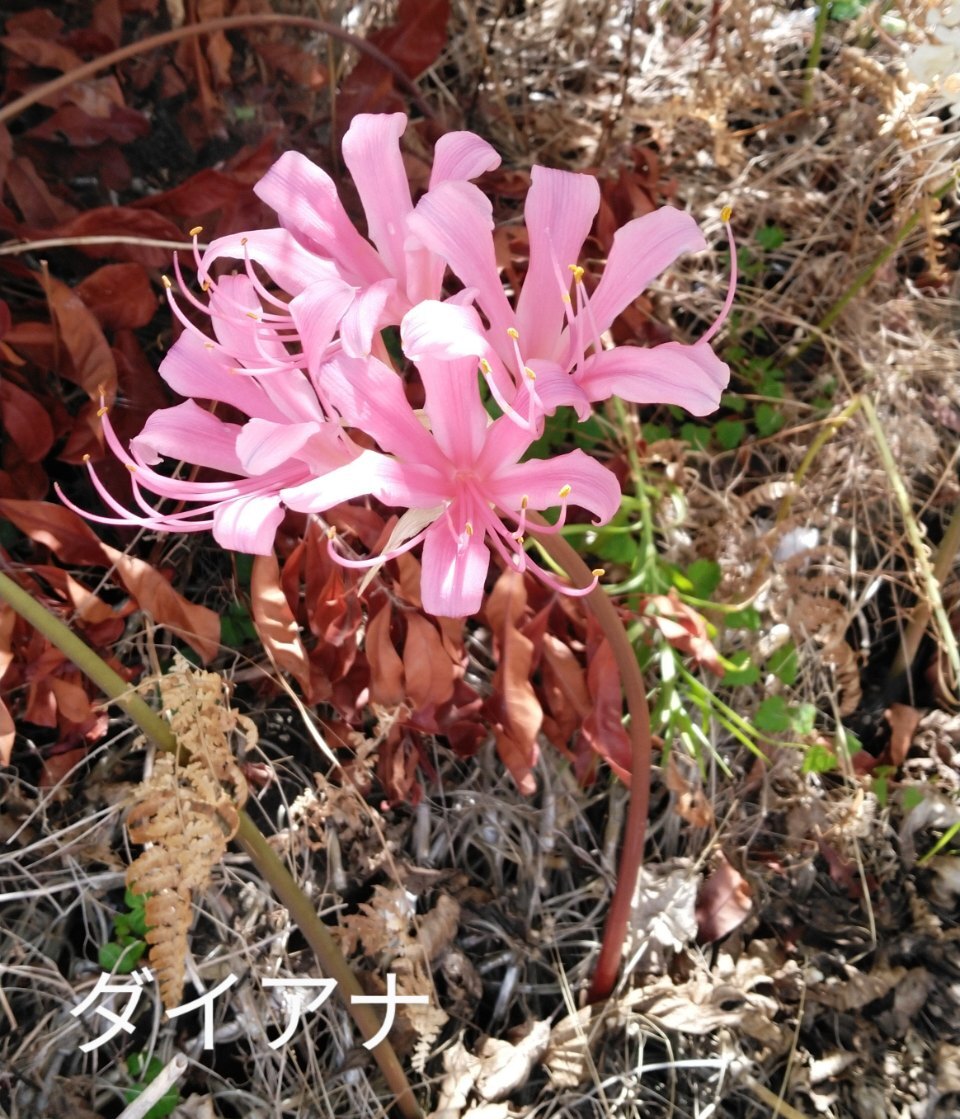 球根/リコリス ダイアナ(中球)1球拍卖