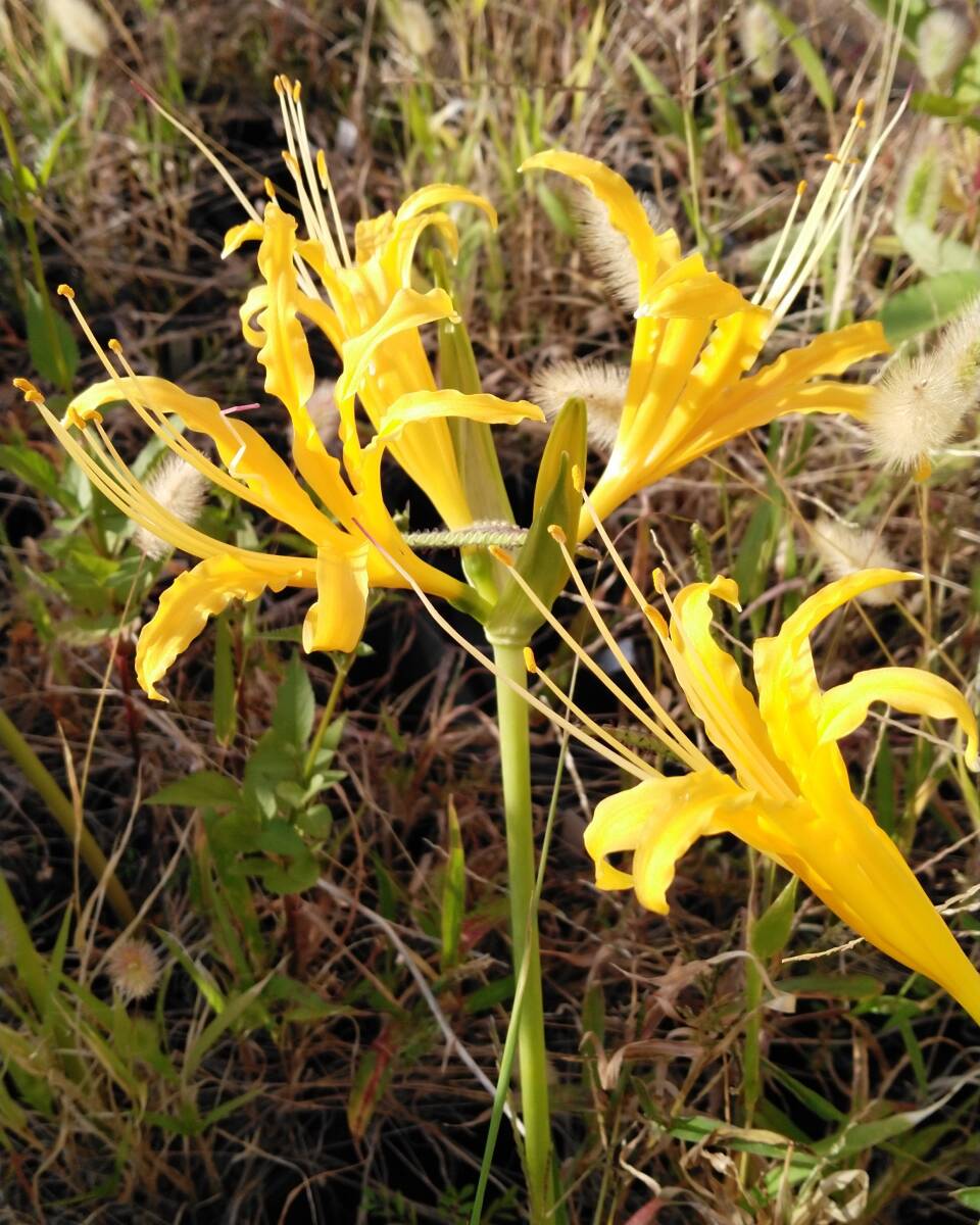 球根/リコリス 香港オーレア(中大球) 1球拍卖