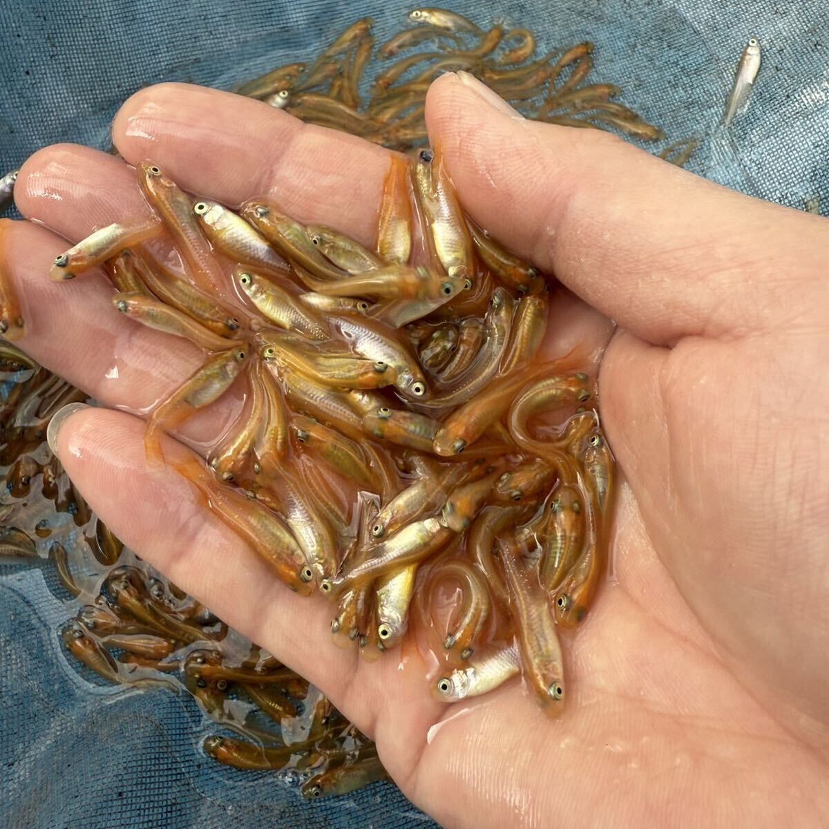 ヒメダカ 500匹 死着保証有(翌日着のみ)拍卖