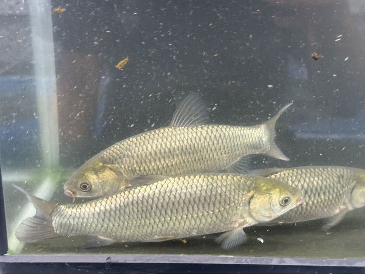 草魚 1匹 ブリード個体 15~18cm 川魚 ソウギョ そうぎょ 除草拍卖