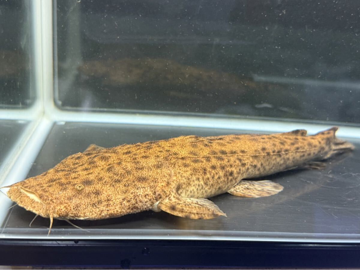 パカモン No.2 ワイルド個体 個体販売 肉食魚 大型熱帯魚拍卖