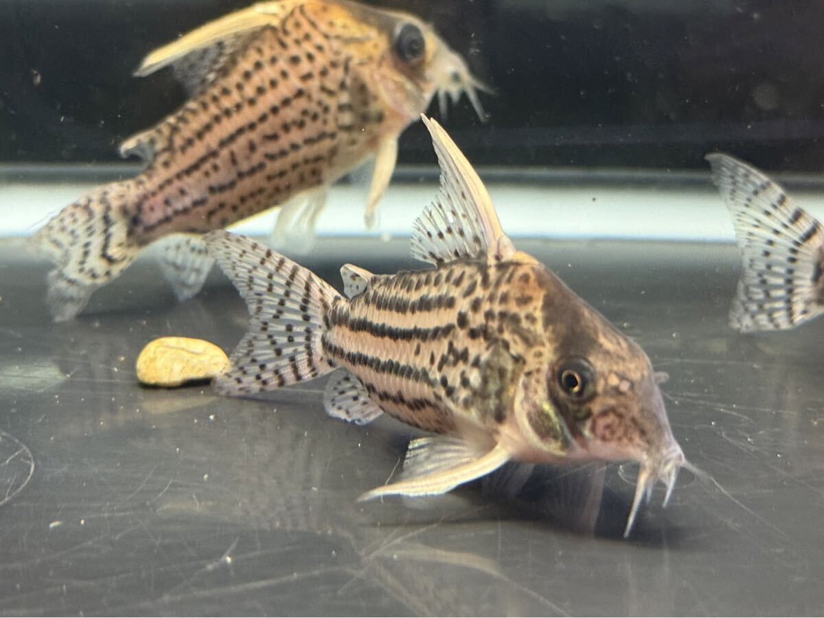 コリドラス ウルトラシュワルツィ ブラジル産 ワイルド個体 小型魚 Wild 小型鯰 パラレルス ウルトラプルケール シュワルツイ 拍卖