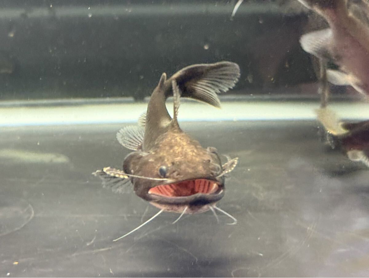 バトラクスキャット(1匹)コロンビア産 ワイルド個体 肉食魚 中型鯰 鯰 ナマズ なまず 鯰拍卖