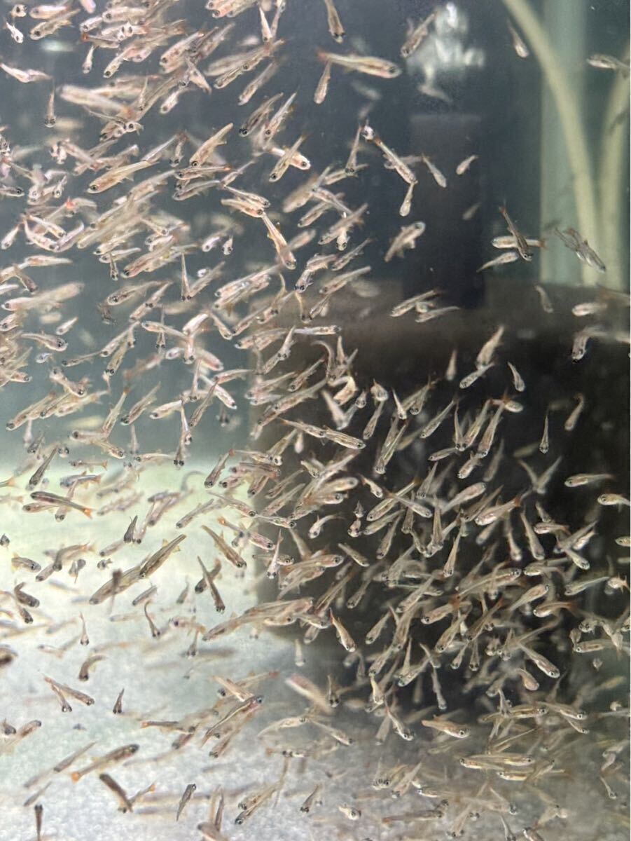 アカヒレ 50匹 餌用赤ヒレ 観賞魚 小型肉食魚 拍卖