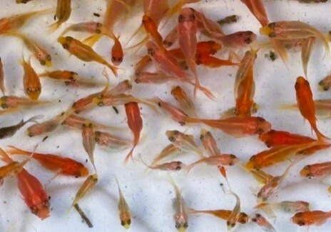 ★玉サバの稚魚20匹セット★1~2cm★おまけ付き★★拍卖