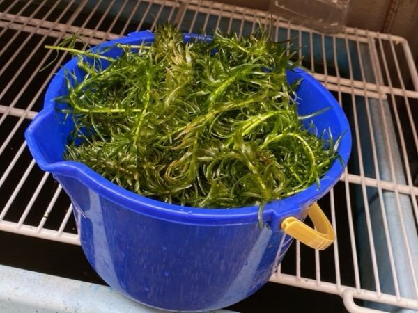 ★期間限定価格★バケツ2杯分★水草アナカリス (オオカナダモ)★送料込★メダカ・金魚の産卵に★拍卖
