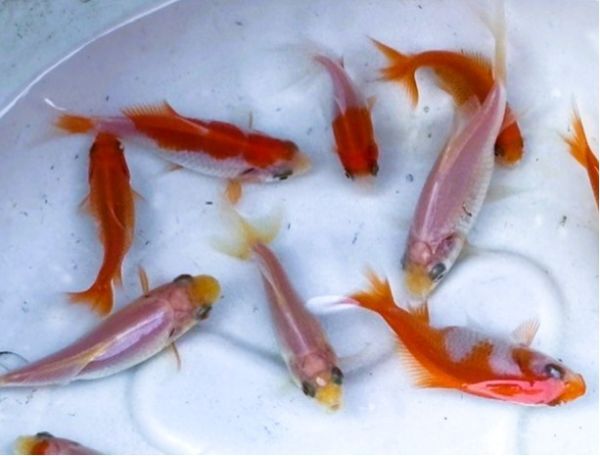 ★隼人和金 幼魚10匹★5~7cm程度★おまけ付★★拍卖