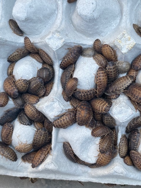 デュビア,餌用Mサイズ(約1.5~2.5㎝)100匹死着保証約1割拍卖