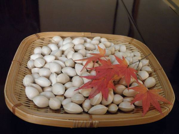 超特価!2kg 1000円~ 中粒銀杏ぎんなん 秋の味覚 採れたて 鹿児島県産H拍卖