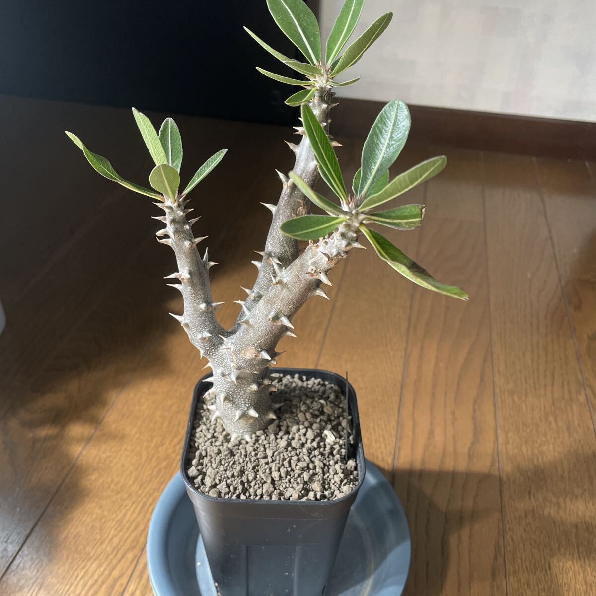 パキポディウム デンシフローラム 実生 (検索 アンボンゲンセ ラメリー 恵比寿大黒 コーデックス 塊根植物 グラキリス ウィンゾリー拍卖