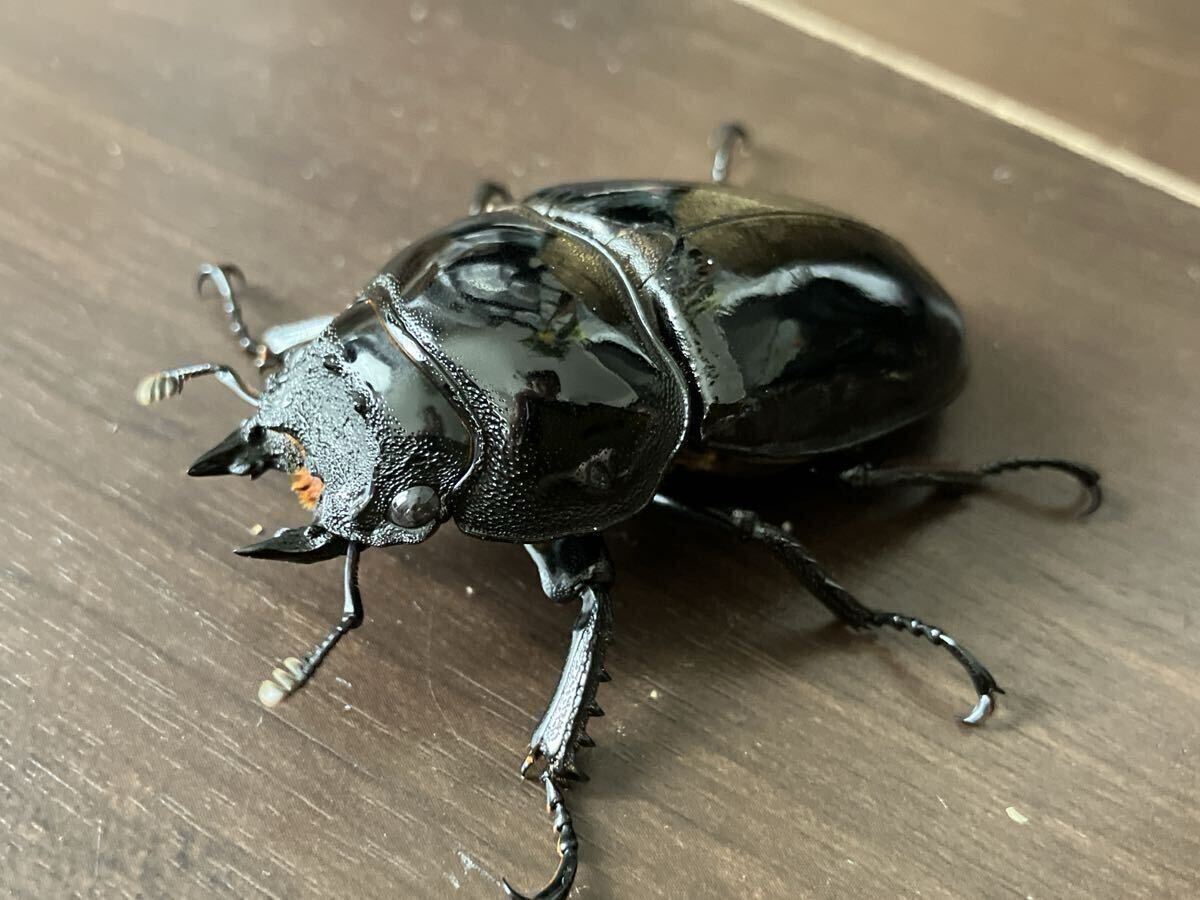 【大型血統】タランドゥス メス単 56.2mm 新成虫拍卖