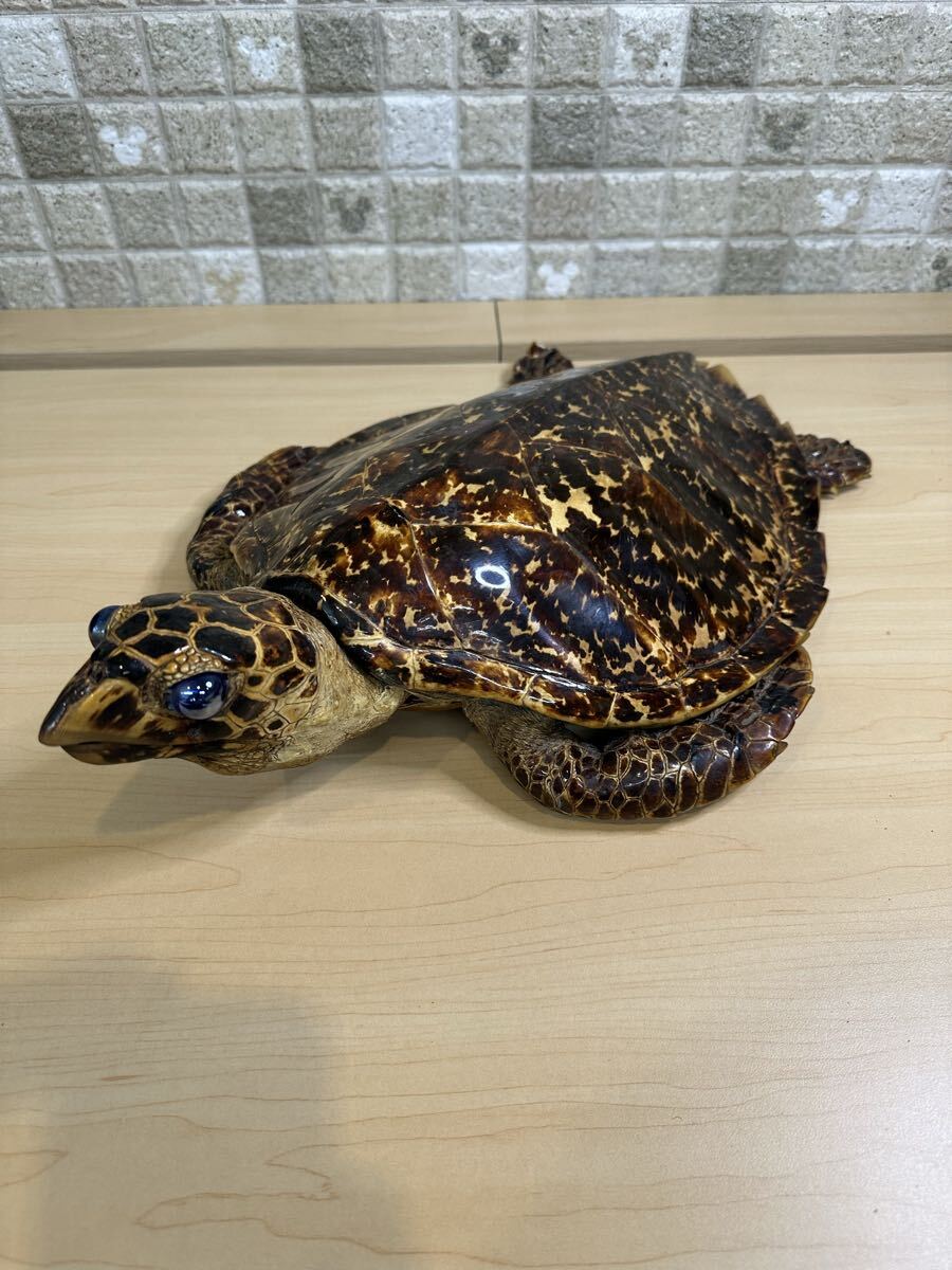 ウミガメ 剥製 べっ甲 アンティーク インテリア ※右後ヒレ破損あり 1円〜【9.NA】拍卖