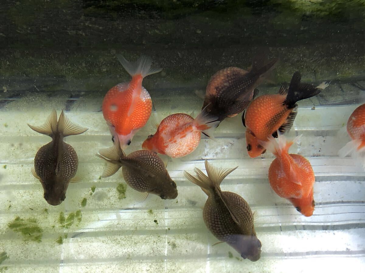 【金魚生体】国産ピンポンパール 4匹(黒2+更紗2)+オマケ2匹 当歳魚 屋外飼育 全長5cm前後 ※お届け地域制限有拍卖