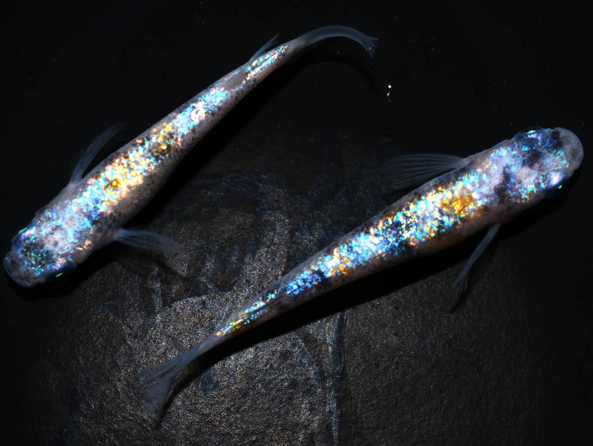 【fukufuku】  桜星(丸長メダカ作出) 1ペア A-26拍卖