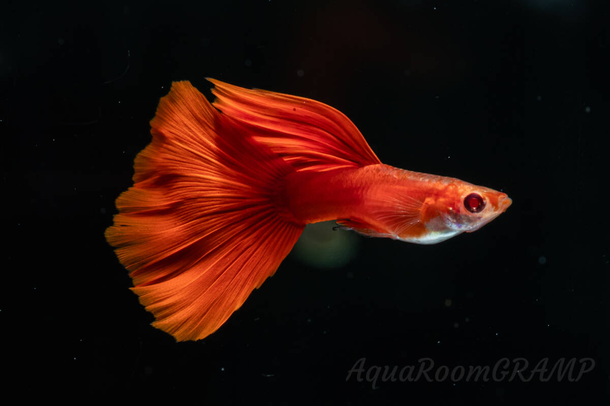 【GRAMP】RREAフルレッド 若3ペア拍卖