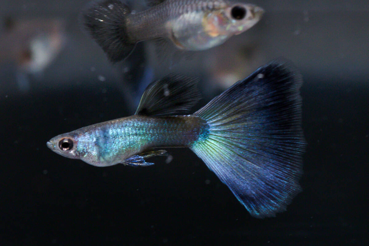 【GRAMP】モスコーブルー 若3ペア拍卖