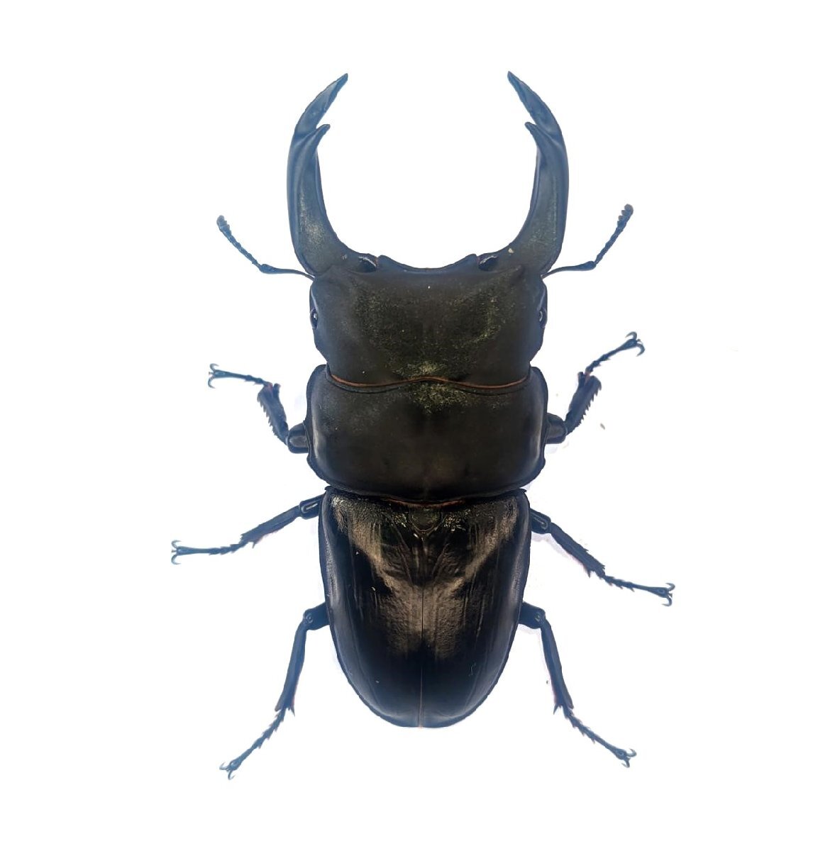 能勢SR血統オオクワガタ 88.2mmペア!【Wantan氏ブリード個体】拍卖