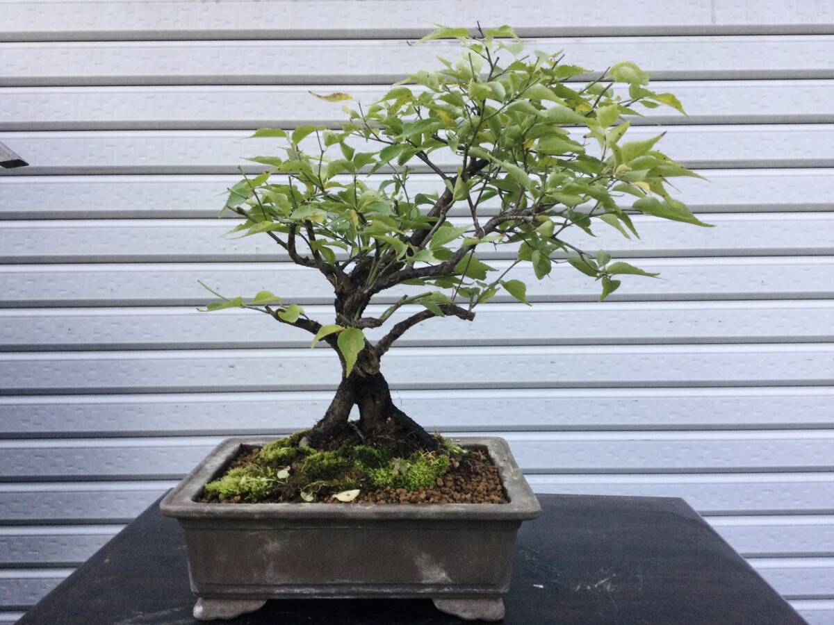 甲州野梅盆栽☆★山木☆中品盆栽★樹高約30cm★古木約35年★★花芽有り☆★小枝かかる!極上品☆★拍卖