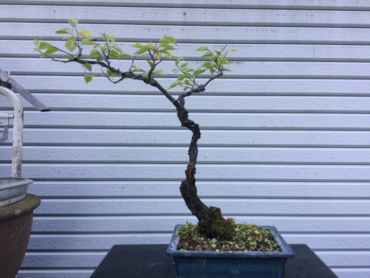 甲州野梅盆栽☆★文人木!山木☆中品盆栽★樹高約40cm★木肌☆★古木★樹歳約25年★★花芽有り☆★拍卖