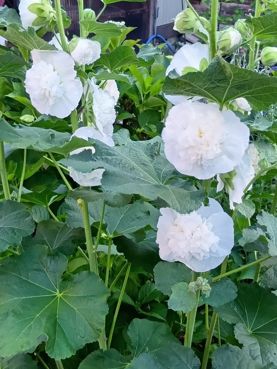 タチアオイの種50粒 八重咲 ホワイト拍卖