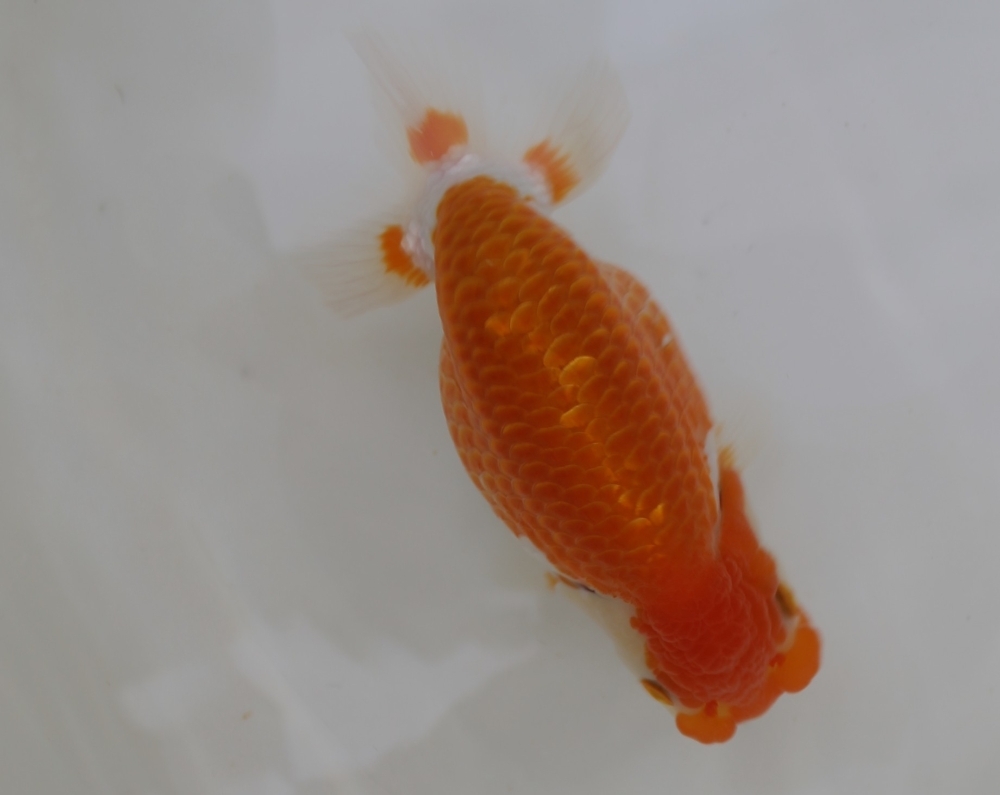 forester999  当歳魚 極太系 極太!  A.拍卖