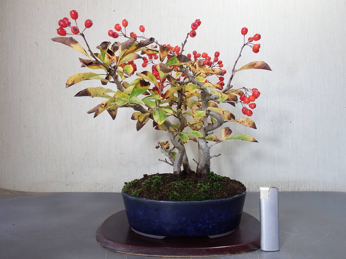 盆栽 日本カマツカ(Q-2)拍卖