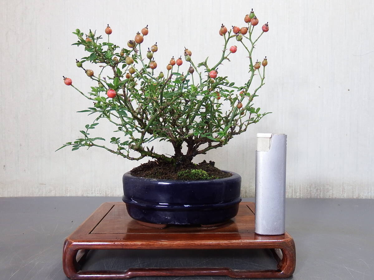 盆栽 バラ<乙姫>(Q-5)拍卖