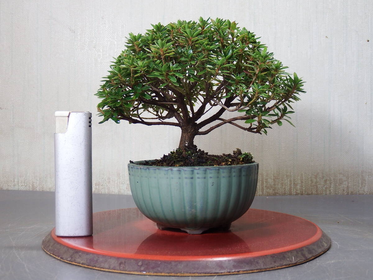 盆栽 早乙女(R-2)拍卖