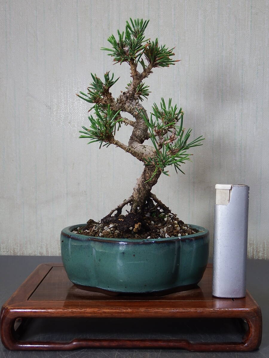 盆栽 黒松(Q-1)拍卖