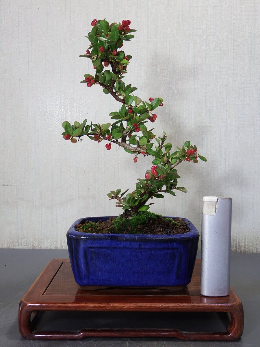 盆栽 ハリツルマサキ(Q-3)拍卖