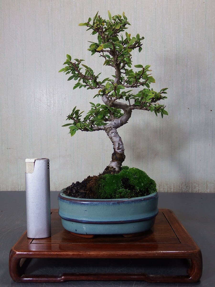 盆栽 ニレケヤキ(Q-7)拍卖