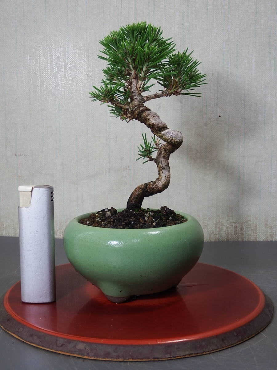 盆栽 黒松(Q-10)拍卖