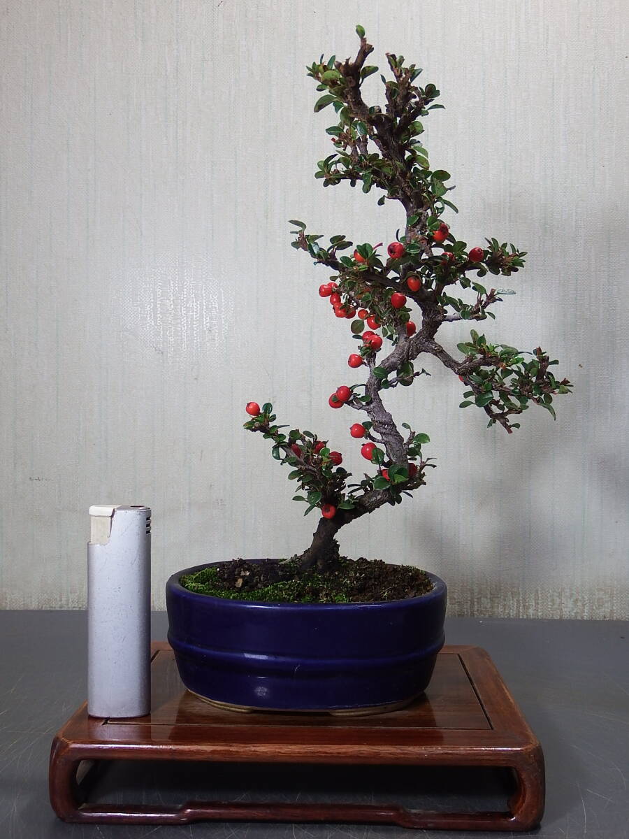 盆栽 紅シタン(R-5)拍卖