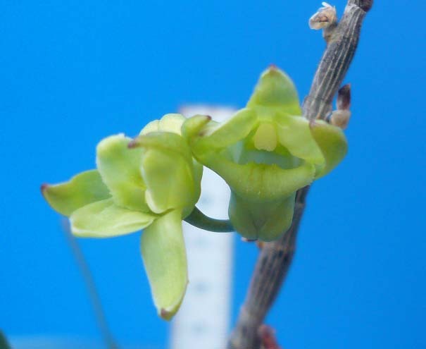 FT花物セッコク、天下一(超大株)(花芽付き)拍卖