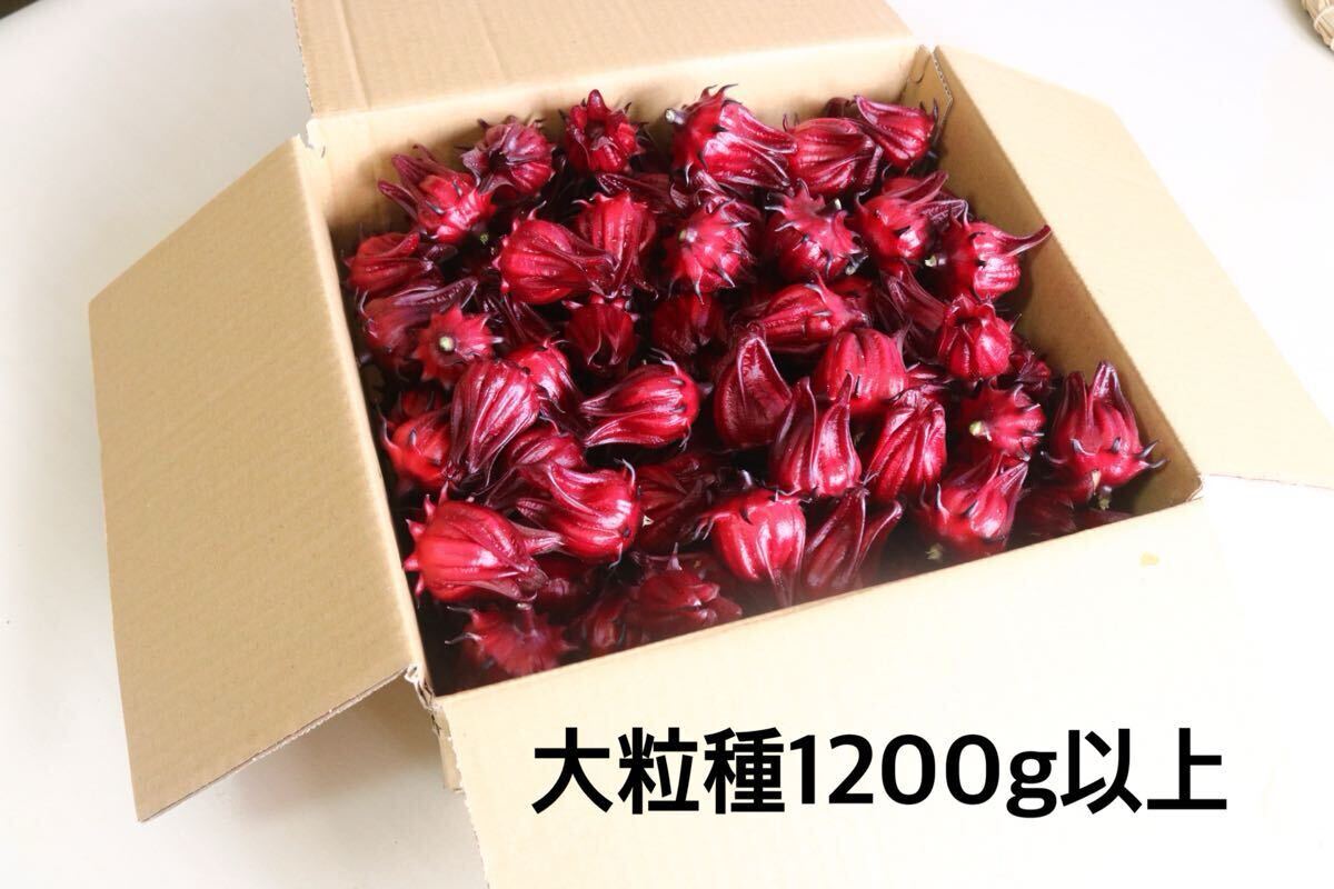 ハイビスカスローゼル★大粒種★無農薬★自然栽培農産物★1200g以上 美容 ローゼル ティー拍卖